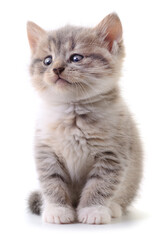 Obraz premium Fluffy gray tabby kitten isolated on white background