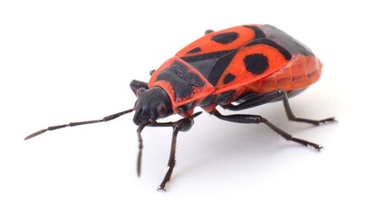 Red firebug Pyrrhocoris apterus isolated on white background
