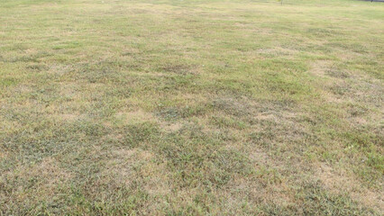View of a large grassy field with some dry patches under daylight conditions