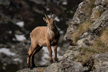 Cute baby ibex portrait on a cliff at sunrise, looking in camera with snow background in Alps mountain