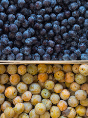 Two boxes of fresh, contrasting organic plums: dark blue ones above and large yellow ones below. It highlights the diversity of the seasonal autumn harvest and sustainable, bio farming methods.