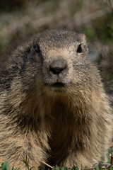 Marmots are large rodents with characteristically short but robust legs, enlarged claws that are well adapted to digging, stout bodies, and large heads and incisors to quickly process vegetables