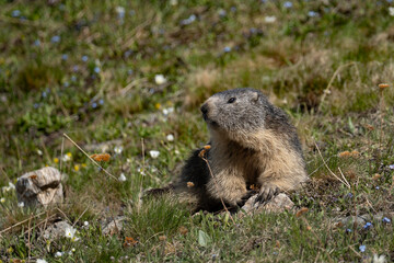 Big marmot resting in the grass. The Marmot is one of the most familiar species of the mountain wildlife and an essential component of the high-mountain grassland ecosystem