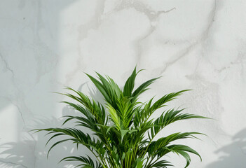 Plant against a white wall mockup. Front view. 3d rendering.