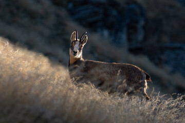 Alpine chamois spotted in the yellowish grass. Both males and females have short, straightish horns which are hooked backwards near the tip, the horn of the male being thicker