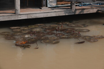 A tranquil and serene scene of beautiful water lilies gracefully floating under a dock