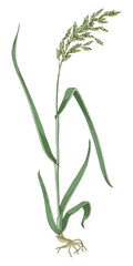 Forage grass for pasture and hay vector set