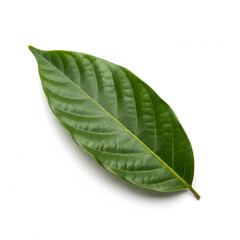 Obraz premium Ylang-Ylang Leaf Isolated on White Background