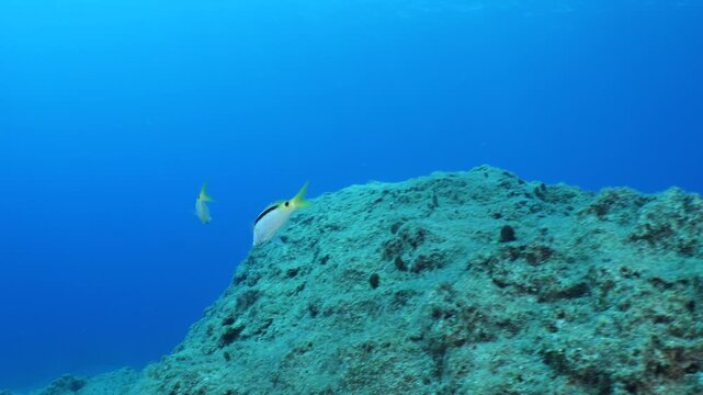 lessepsian mullets are chasing each other underwater Mullus barbatus