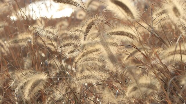 바람에 흔들리는 가을 강아지풀