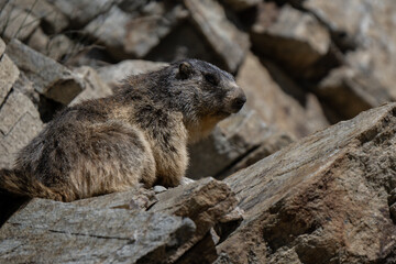 Marmots are large rodents with characteristically short but robust legs, enlarged claws that are well adapted to digging, stout bodies, and large heads and incisors to quickly process vegetables