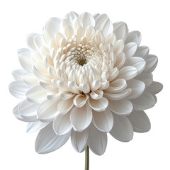 Stunning  captures a beautiful white flower in full bloom against a stark black backdrop, showcasing delicate petals and intricate details.