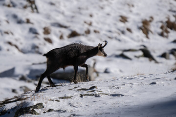 Alpine chamois adult male walking alone in the snow during cold winter in Alps mountains at sunrise 