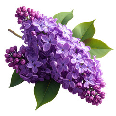 Vivid depiction of a cluster of purple flowers, highlighted against a stark black background, showcasing their intricate petal details and accompanied by lush, green foliage.