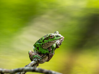 池の木の枝に掴まるモリアオガエル③