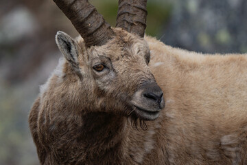 Alpine ibex intense portrait in the Alps mountains 