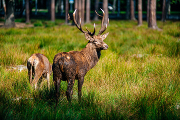 A deer lies in the forest in the green grass