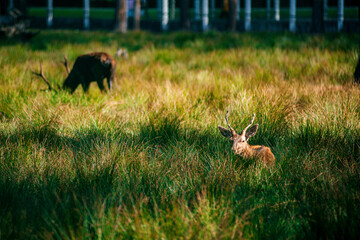 A deer lies in the forest in the green grass