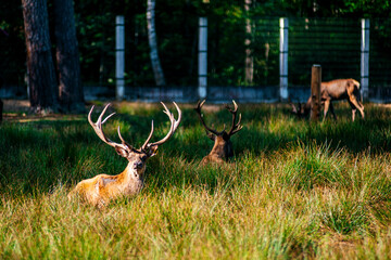 A deer lies in the forest in the green grass