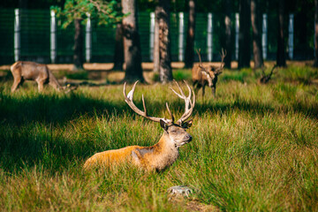 A deer lies in the forest in the green grass