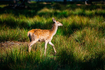 A deer lies in the forest in the green grass