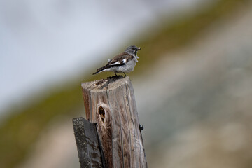 White-winged snowfinch in summer plumage in Italian Alps, catching insects