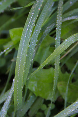  Bright fresh green grass with water droplets and morning dew and a blurred green background. Macro morning photography Grass, dew droplets in close-up