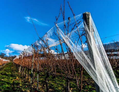 Vine row covered in protective netting