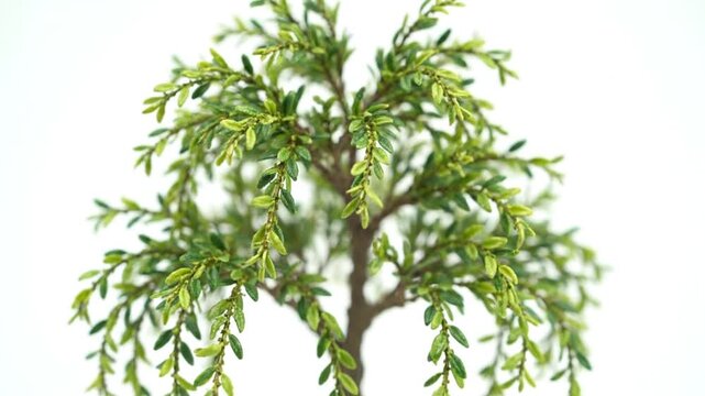 白背景に映えるミニチュア柳、接写による繊細な葉と枝の表現