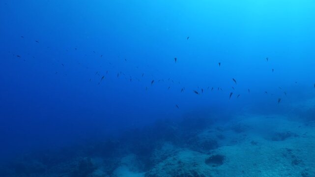 squid school underwater close up cuttlefish big eye sepioteuthis lessoniana Decapodiformes 