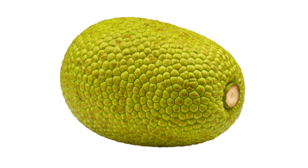 Vibrant Green Breadfruit Showcasing Its Unique Textured Skin on a Contrasting Background