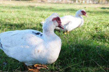 Domestic ducks on the farm. Care and breeding of ducks.