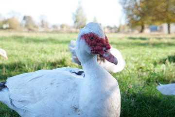 Obraz premium Domestic ducks on the farm. Care and breeding of ducks.