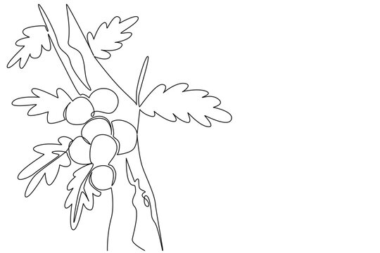 Single one line drawing some oak apples clinging to the tree branches with their leaves. Like parasites or mistletoe on plants. Biology. Oak Apple Day. Continuous line design graphic illustration