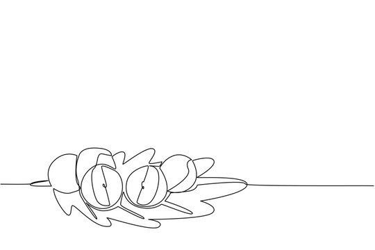 Continuous one line drawing several oak apple fruits on leaves. Similar to an apple, but this fruit is not for eating. Like gall on plants. Oak Apple Day. Single line draw design vector illustration