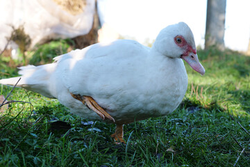 Domestic ducks on the farm. Care and breeding of ducks.