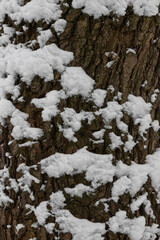 Snow covers the rough bark of a tree in a serene winter landscape, creating a peaceful and quiet atmosphere in the cold season