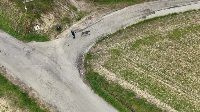 A man walking a Great Dane creates a striking visual&mdash;this gentle giant, known for its towering size and graceful stride, moves calmly beside its handler, embodying both power and elegance.
