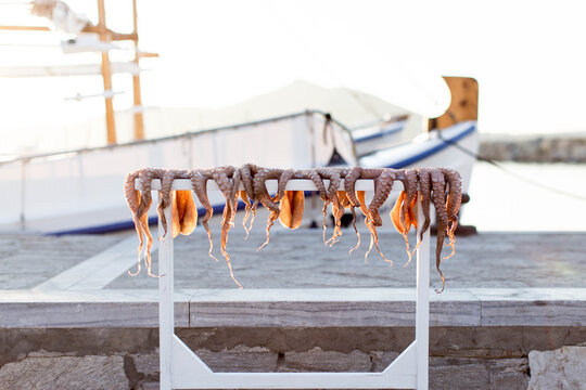 Octopus drying in the sun in Greece