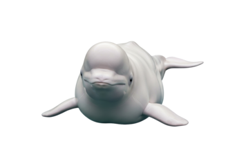 Isolated Beluga Whale swimming underwater marine life mammals Arctic Ocean sea creature