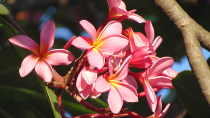 pink frangipani flowers