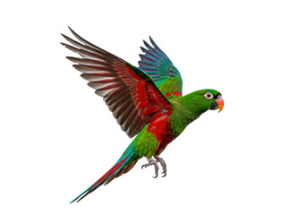 Isolated Parrot in Flight Shows Colorful Feathers on Wings and Body, Ready to Land