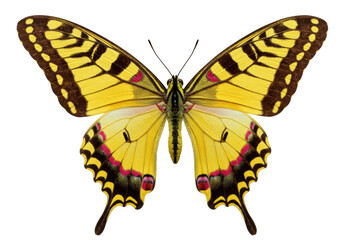 Isolated yellow swallowtail butterfly, beautiful insect on display with wings spread open