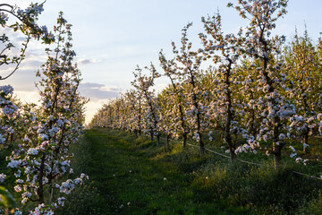 apple trees in the spring in the orchard, young apple trees on a plantation in the countryside