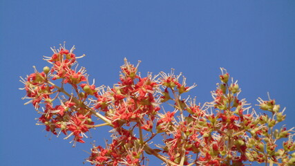 red and yellow flowers of Henna, Lawsonia inermis  © Afifa