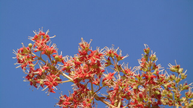 red and yellow flowers of Henna, Lawsonia inermis 