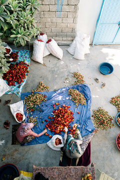 Kurdish women in Turkey sorting dried peppers