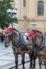 Obraz premium Horse-drawn carriage at Astronomical Square in Prague, Czech Republic.
