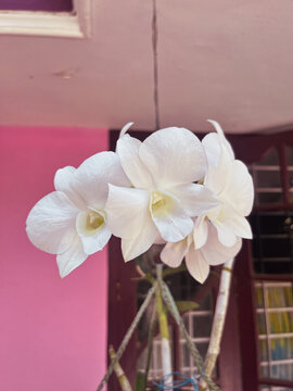 White Orchid flower in the garden