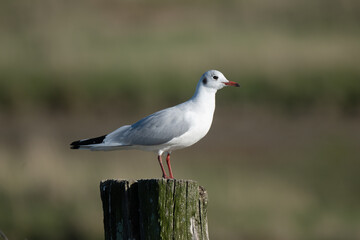 Mouette rieuse,Chroicocephalus ridibundus, Black headed Gull
